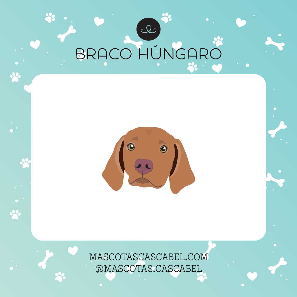 Taza o Totebag "Vizsla"