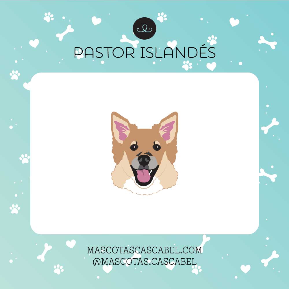 Plaquita o Llavero "Pastor Islandés"