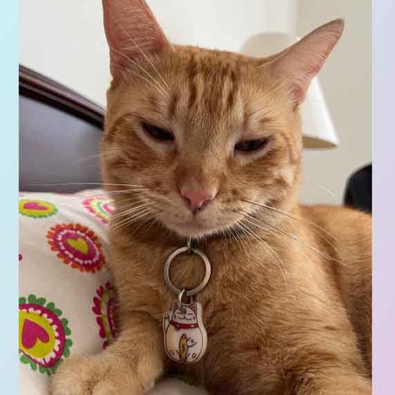 Plaquita para gato "Maneki-neko"