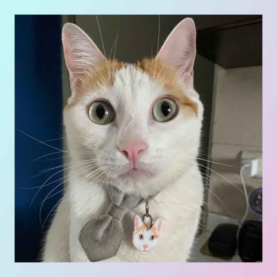 Plaquita Personalizada a Semejanza de tu Gato