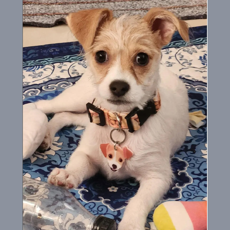 Placa ID a Semejanza de tu Perro