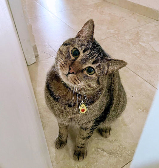 Plaquita para gato "Aguacate"
