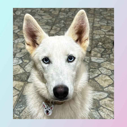 Placa ID para perro de catálogo