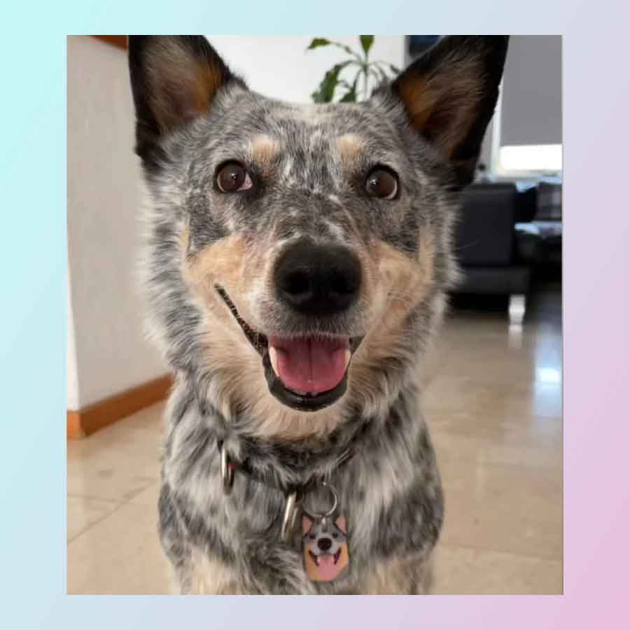Placa ID para perro de catálogo