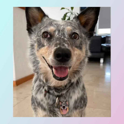 Placa ID para perro de catálogo