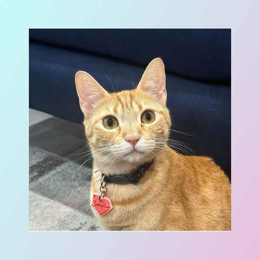Plaquita para gato "Swiftie"