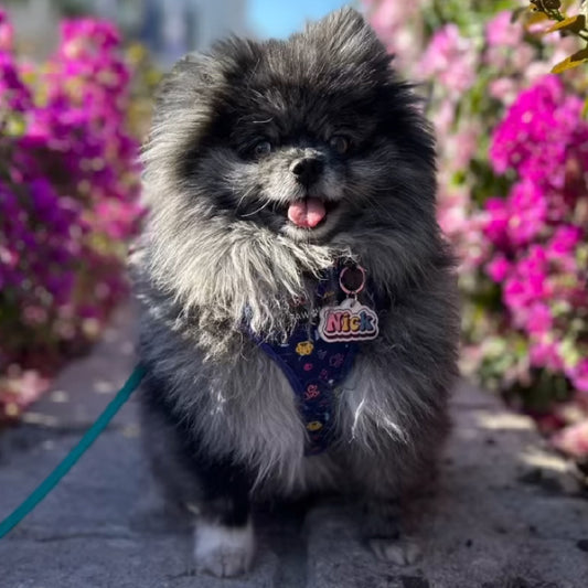 Placa para perro "Nombre de Colores"