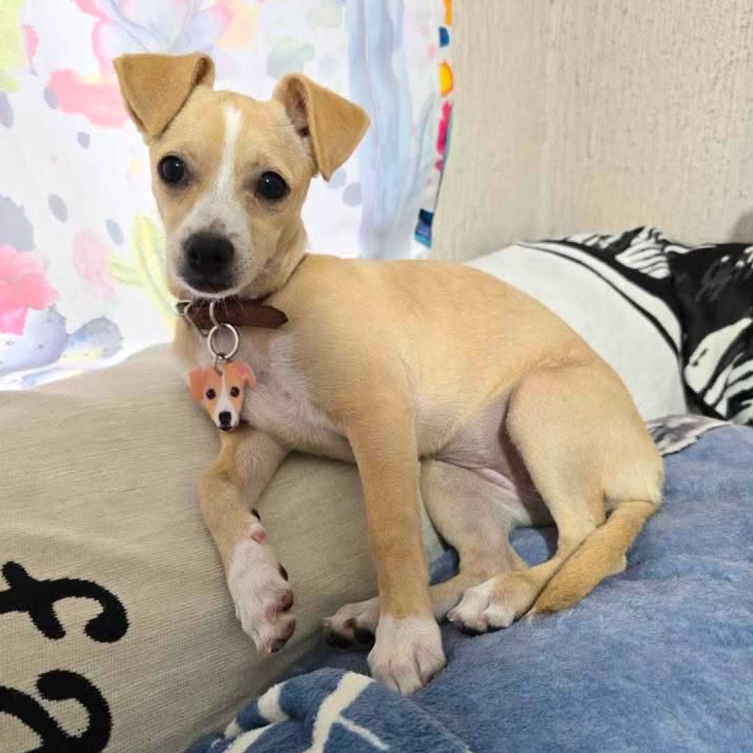 Placa ID a Semejanza de tu Perro